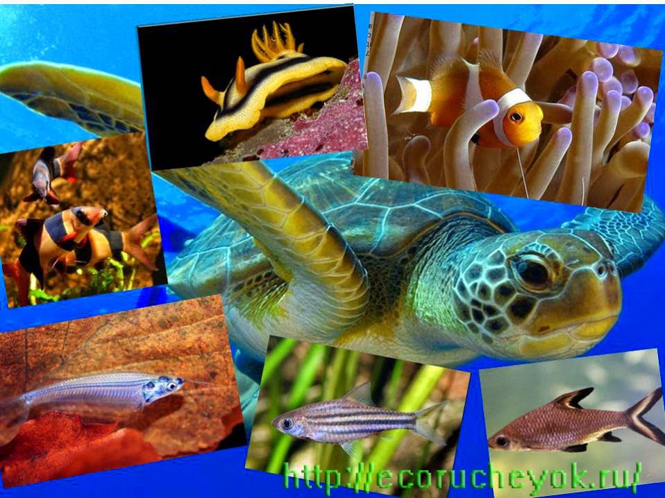 Разнообразие живых организмов в океане. Многообразие живых существ в океане. Обитатели экваториального пояса под водой. Животные экваториальных широт в воде. Рыбы и морские растения в экваториальном поясе.